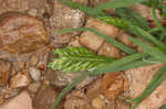 Common hardgrass
